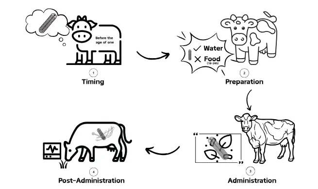 The process of feeding cow magnets to cows